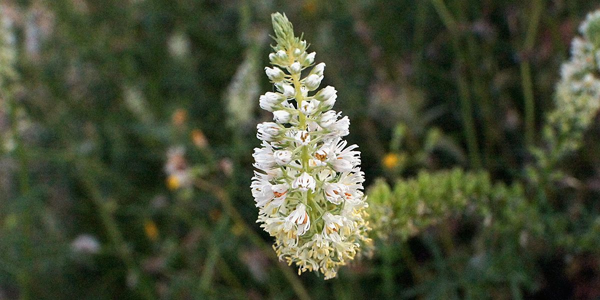Réséda odorant (Reseda odorata) ou mignonnette