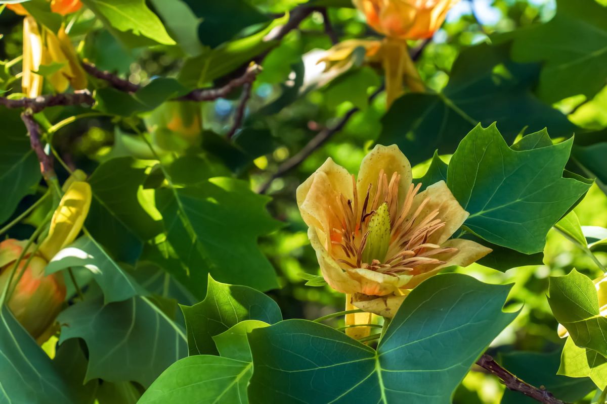 Le tulipier de Virginie : un trésor floral parfumé pour votre jardin
