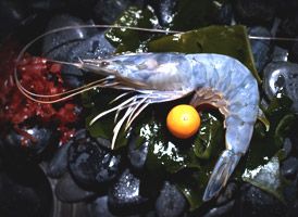 À la découverte de l'Obsiblue, la crevette qui révolutionne nos plats