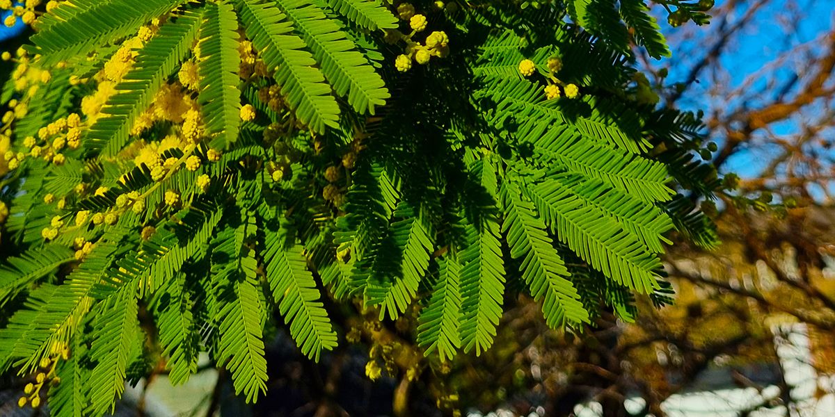 mimosa : les secrets d'une floraison éclatante