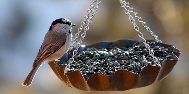 Fabriquer une mangeoire à oiseaux : guide créatif pour petits et grands