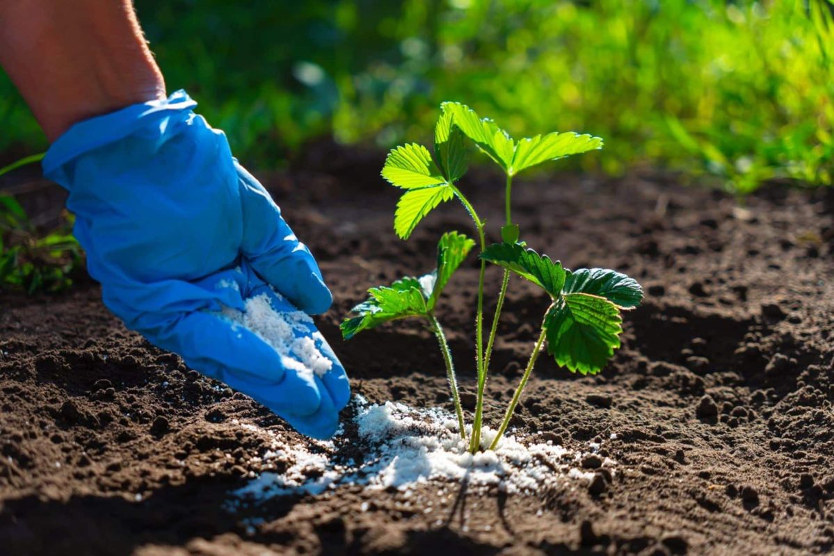 un ingrédient de cuisine surprenant qui booste vos plantes
