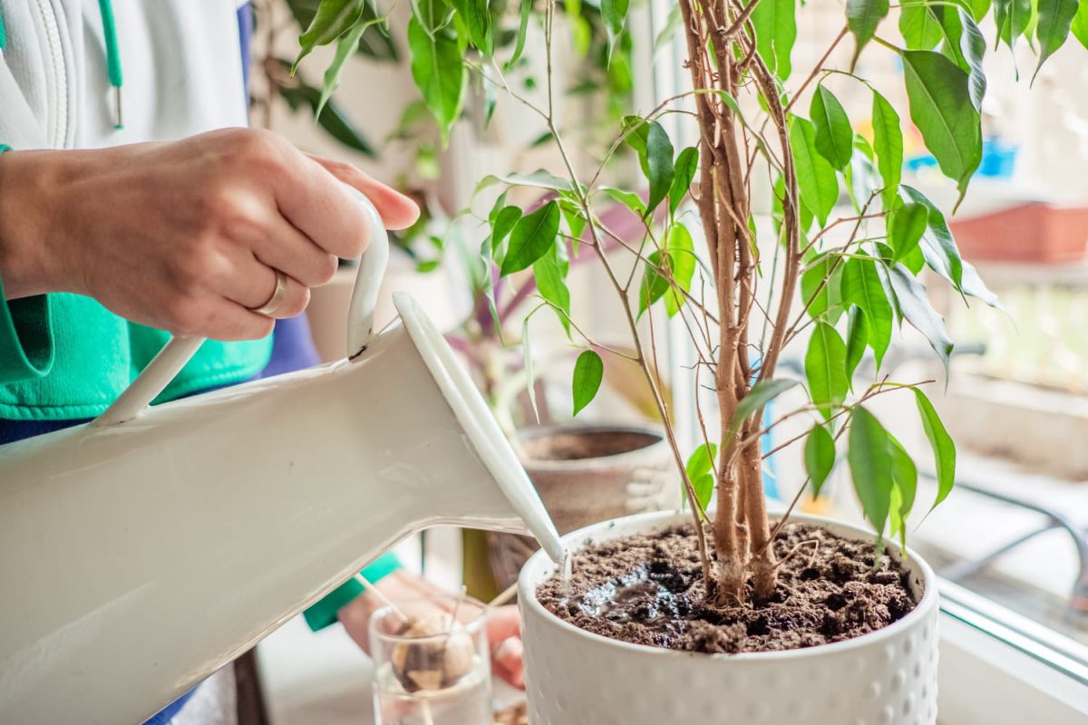 Stimulez la croissance de vos plantes avec cet engrais maison surprenant