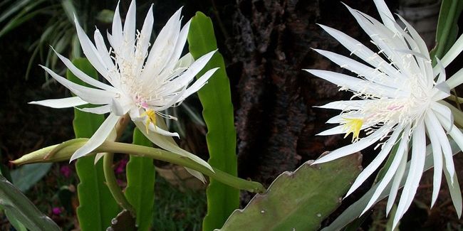 Dossiers sur le cactus orchidée (Epiphyllum)