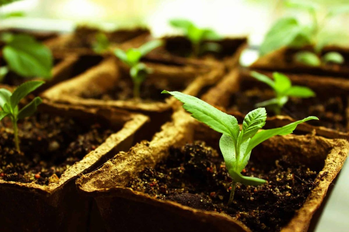Découvrez le bon moment pour semer vos tomates et récolter le meilleur