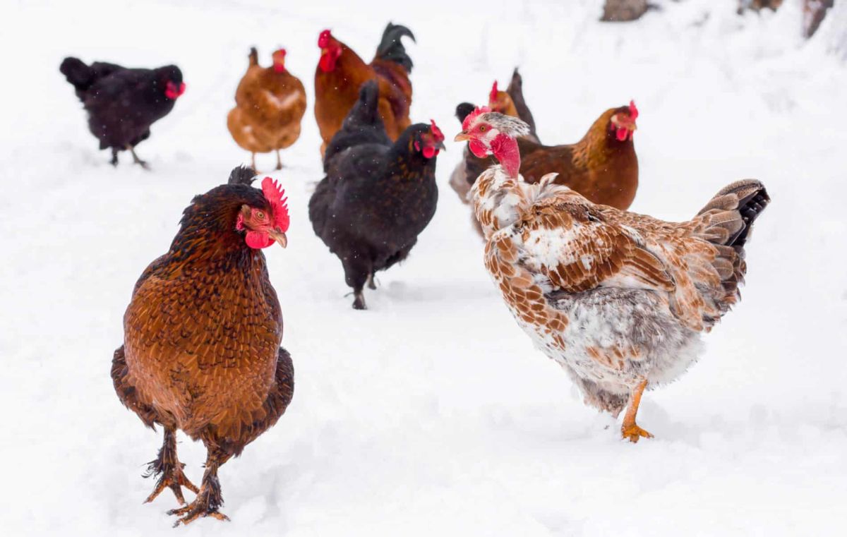 Préparez vos poules pour l'hiver : le guide ultime pour les protéger du froid