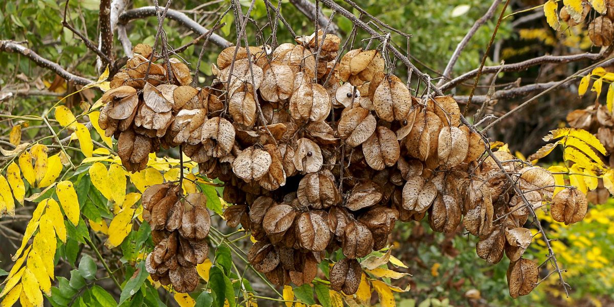 Savonnier (Koelreuteria paniculata), l'arbre aux lanternes