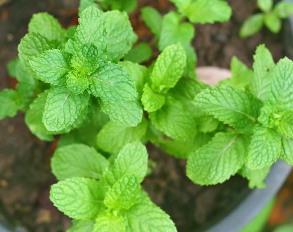 Mélisse : culture, plantation et entretien de la mélisse officinale