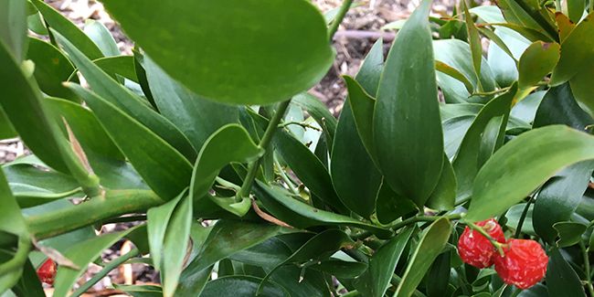 Découvrez le laurier d'Alexandrie, un trésor horticole à couper le souffle