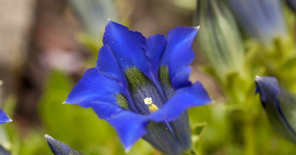 découvrez six plantes sauvages de montagne à cultiver chez vous
