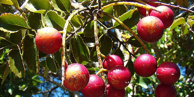 Découverte du noisetier du Chili (Gevuina avellana)