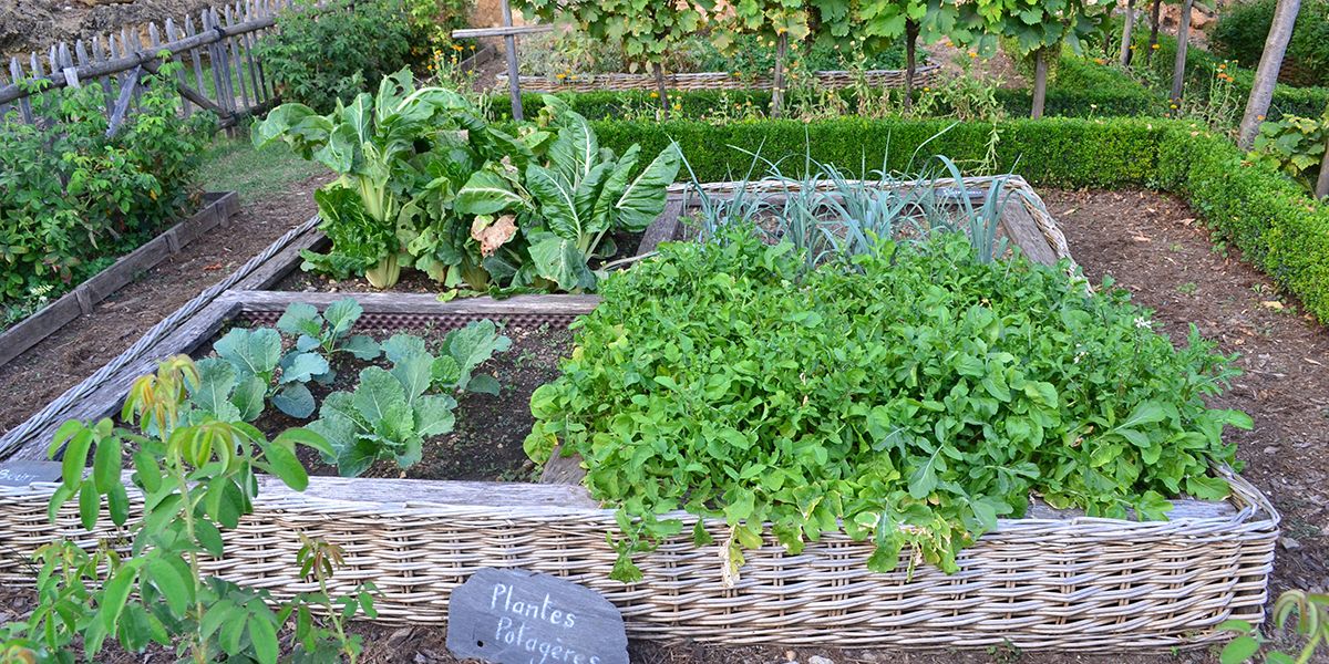 À la découverte du jardin des simples : un trésor médicinal du Moyen-Âge