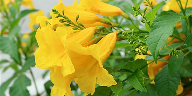 La trompette d'or : un arbuste aux fleurs éclatantes