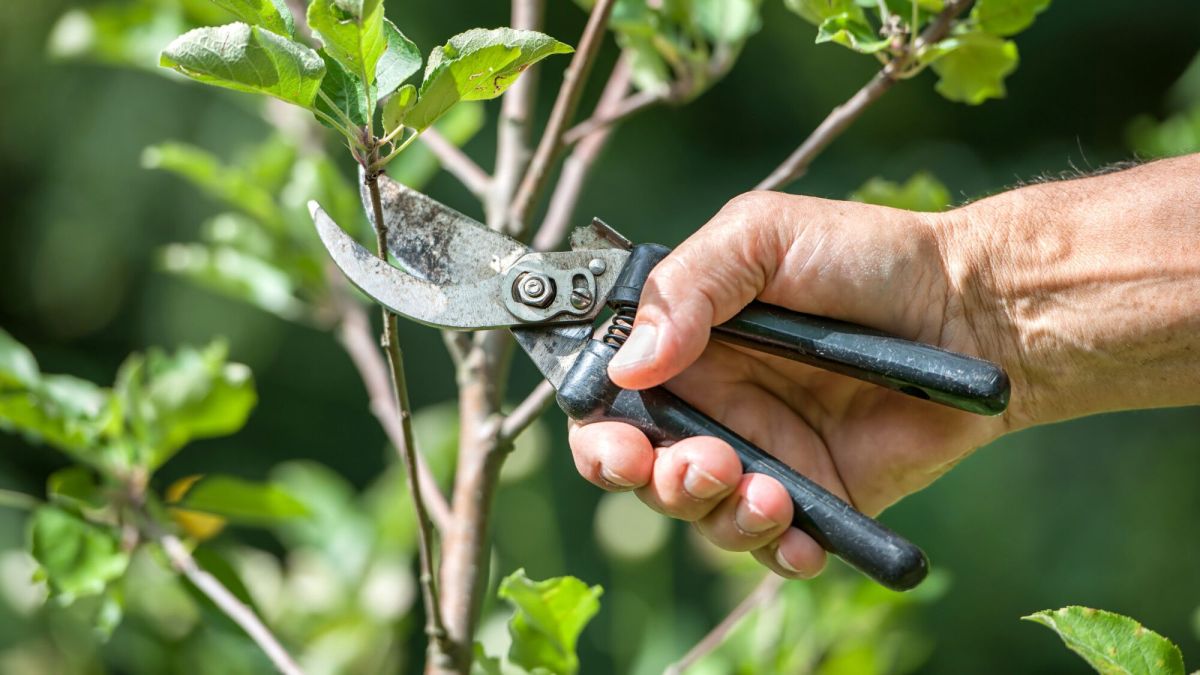 les secrets pour désinfecter vos outils de jardinage après une maladie des plantes