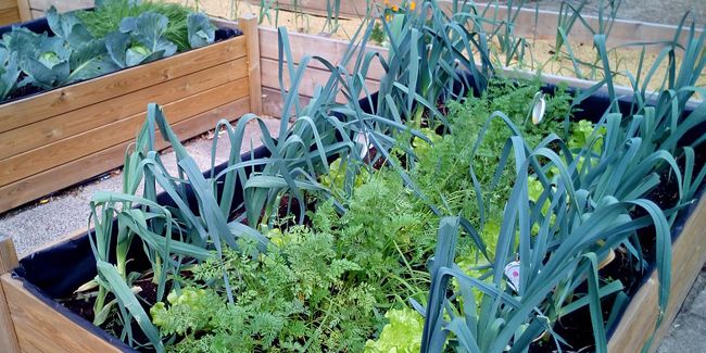 Créer un potager en lasagne sur votre terrasse : un rêve réalisé