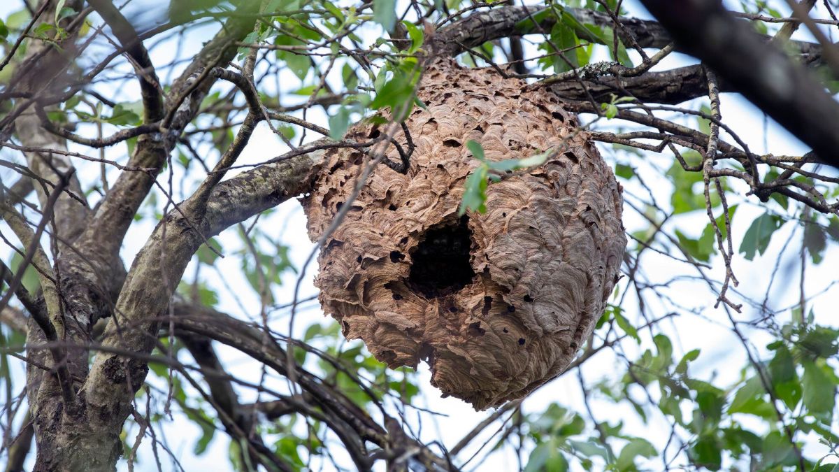 Frelons asiatiques : l'urgence de détruire les nids, même en hiver