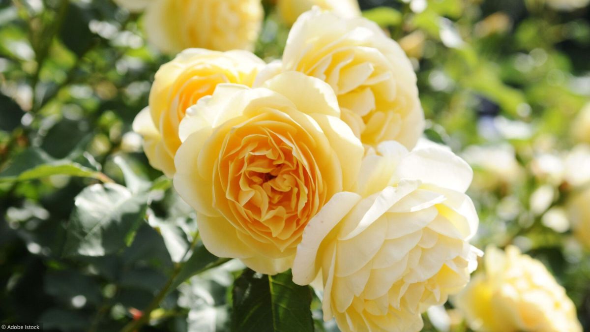Des roses faciles à entretenir pour un jardin fleuri