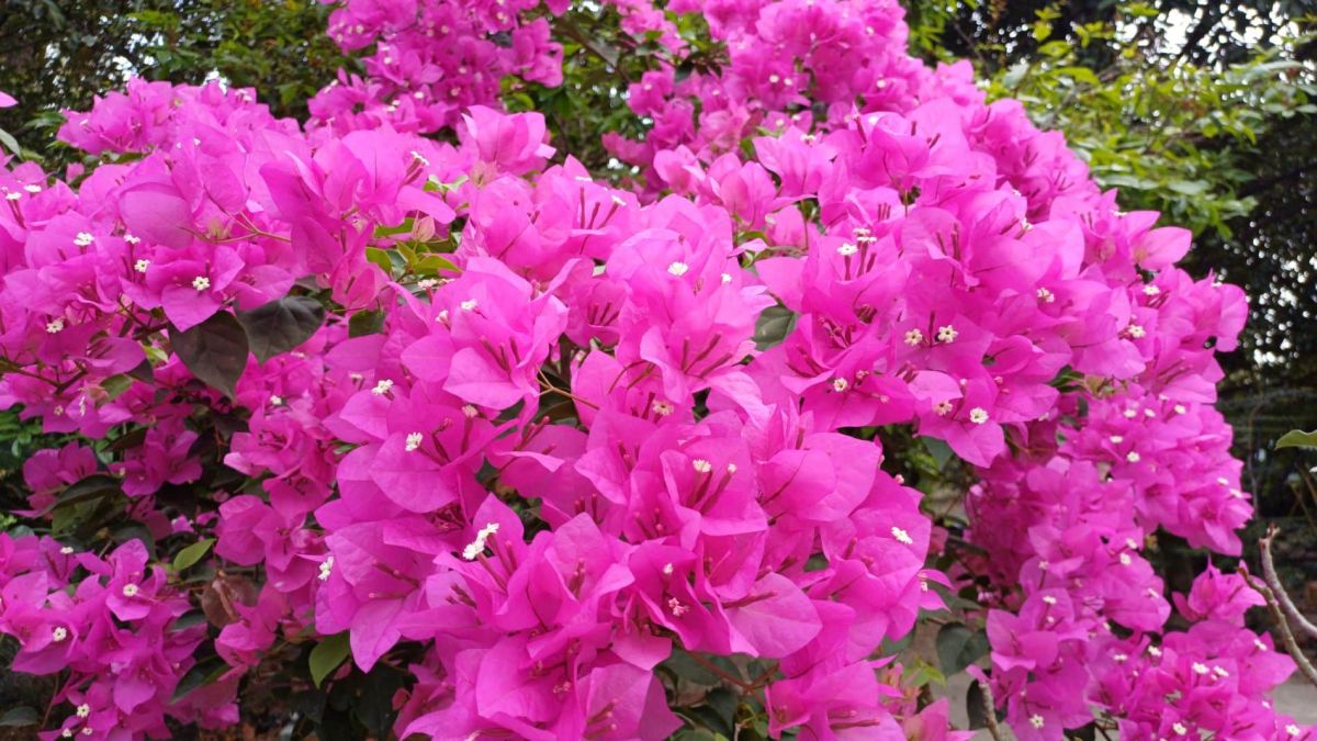 Préserver votre bougainvillier cet hiver : les erreurs à éviter pour une floraison précoce