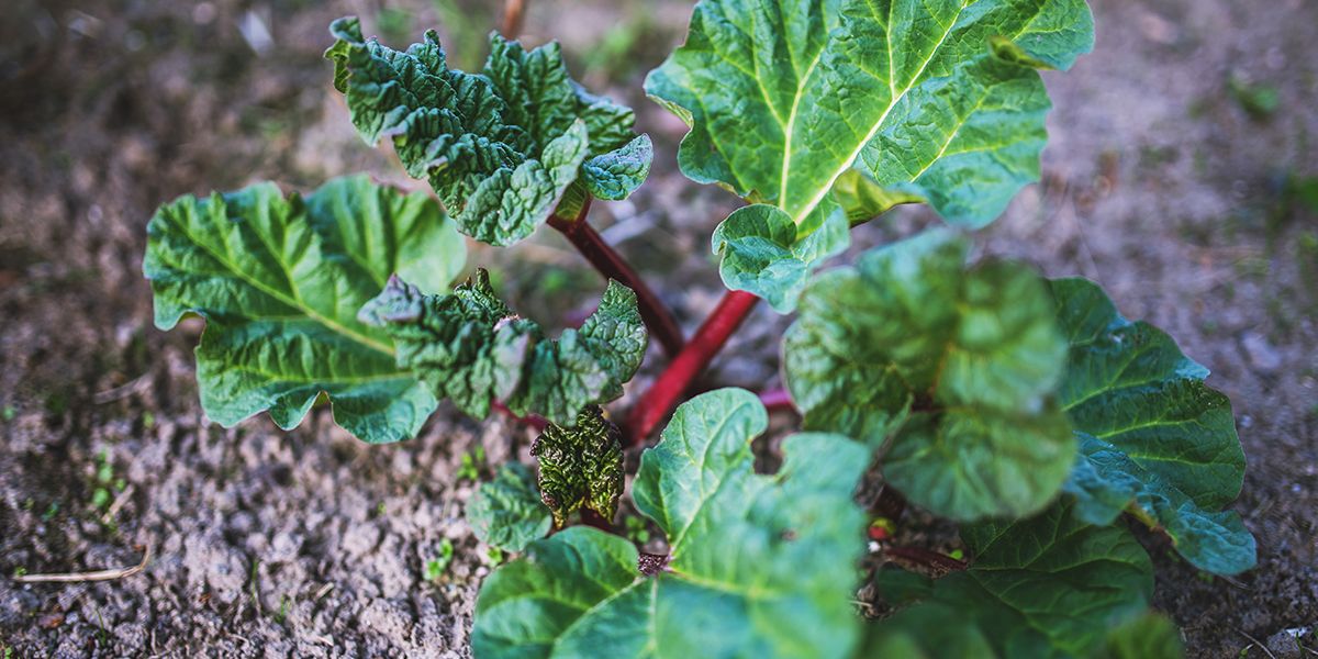 les secrets d'une rhubarbe luxuriante chez vous