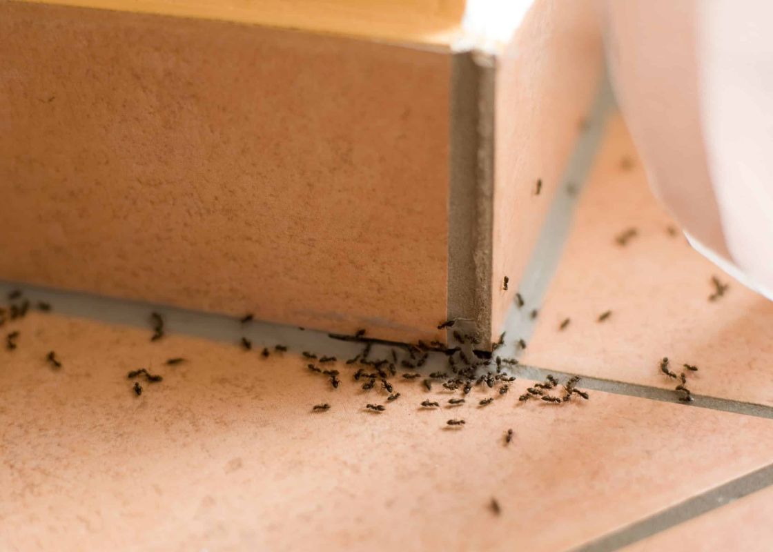 Dites adieu aux fourmis avec cette astuce maison simple et sûre