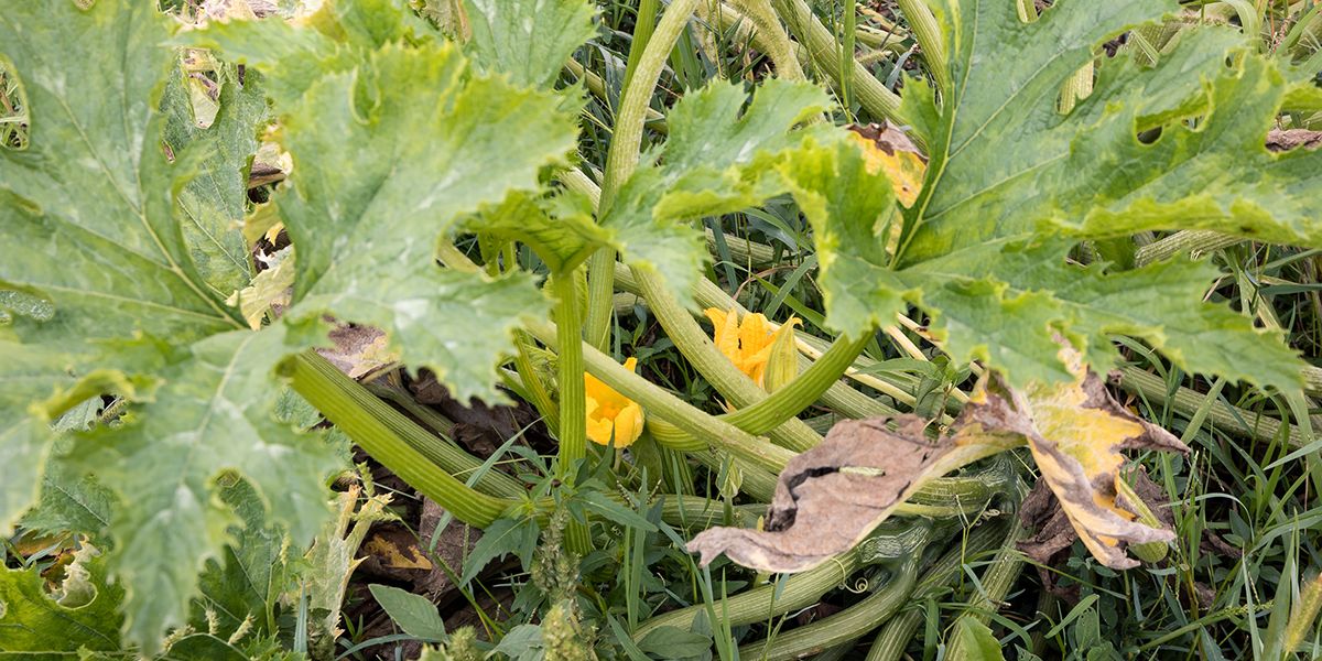 Comment revitaliser votre sol après les courgettes ?