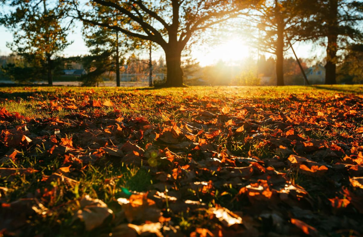 préparez votre jardin pour l'automne : les essentiels à ne pas manquer