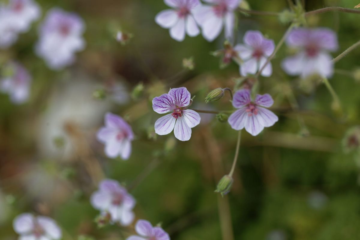 Ces plantes extérieures résistent à toutes les saisons