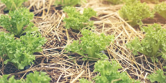 Que planter en plein été pour récolter en automne ?
