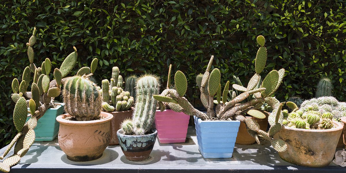 Hivernage des cactus : stratégies pour les garder en bonne santé cet hiver