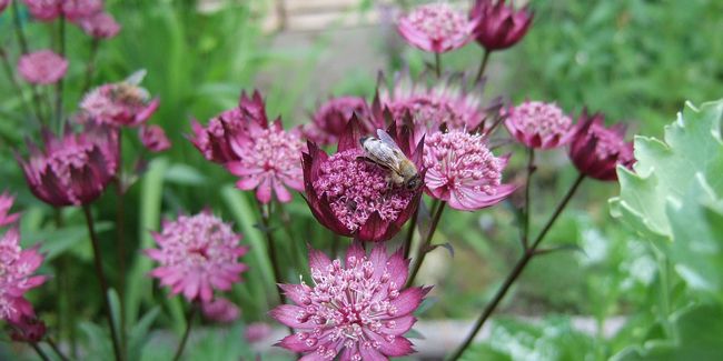 La grande astrance, fleur pour des jardins ombragés