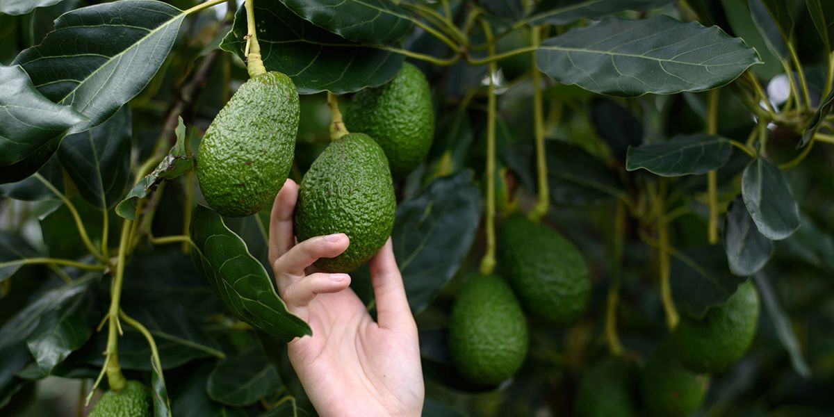 Cultiver un avocatier chez soi : rêve ou réalité ?