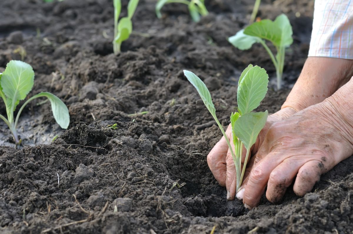 Des plantations de septembre pour un jardin sans effort