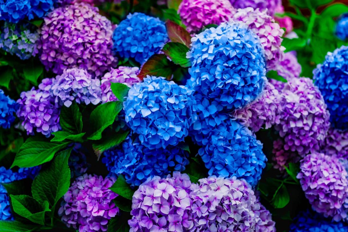 Pourquoi votre hortensia ne fleurit pas : 5 erreurs courantes à éviter
