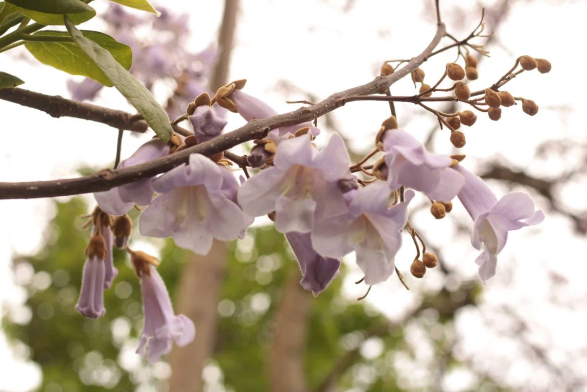 Un arbre au charme exceptionnel : le Paulownia pour un jardin fleuri et ombragé