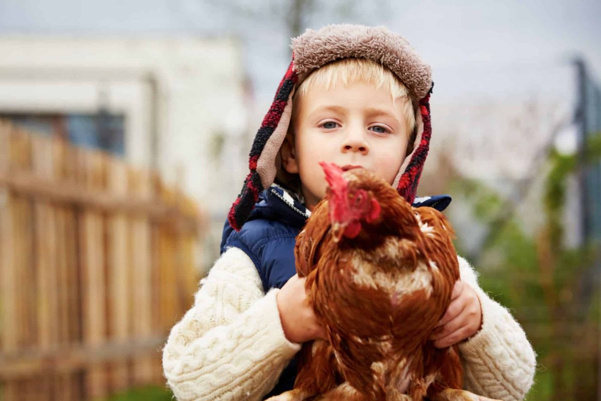 Préparer votre poulailler pour un hiver serein : conseils pratiques pour des poules heureuses