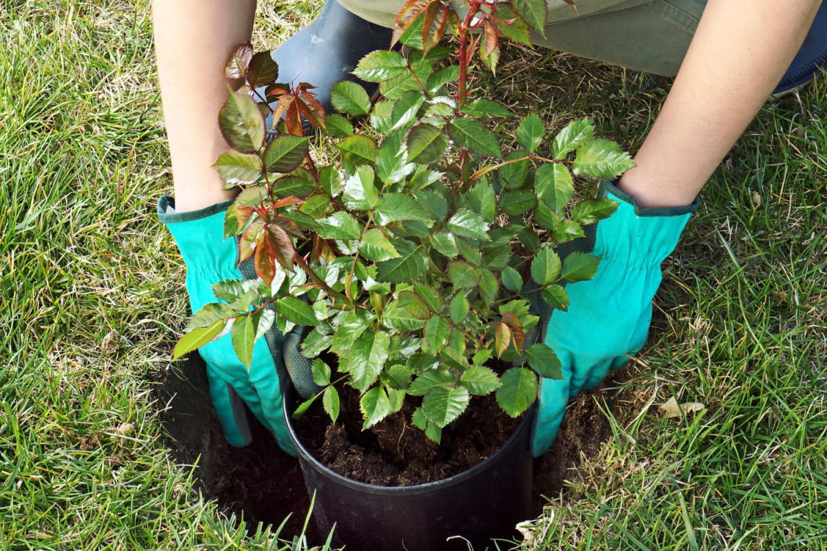 Planter un rosier avec succès