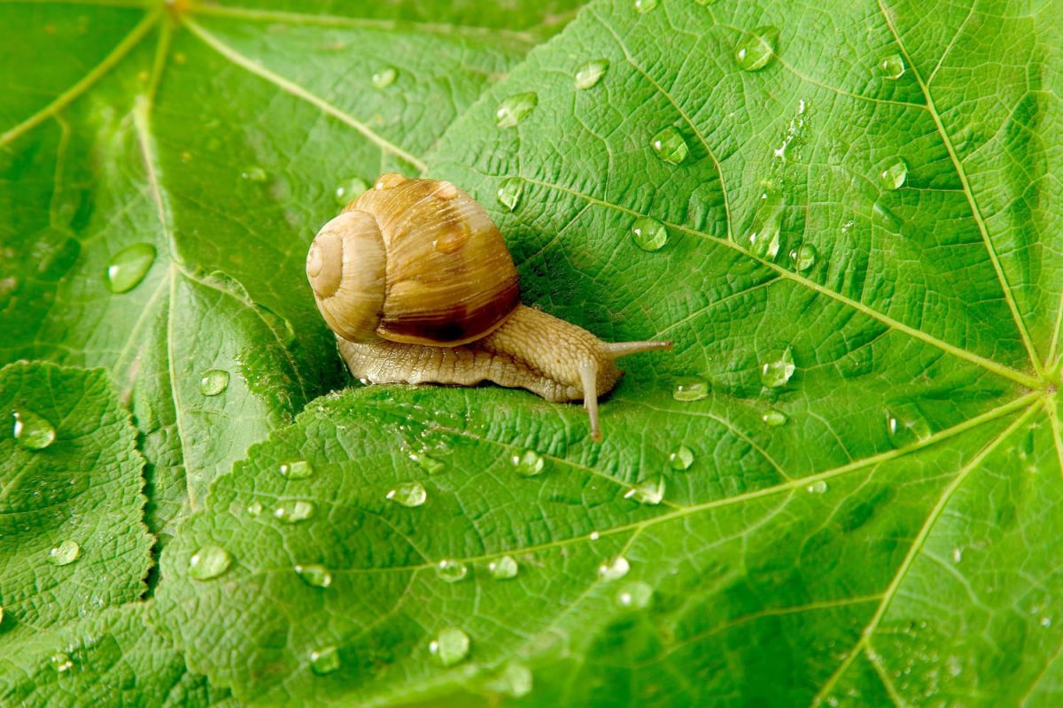 Protéger son potager des nuisibles