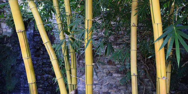 Taille des bambous : astuces pour bien entretenir votre jardin