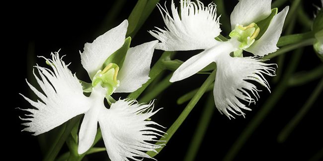 Orchidée colombe (Habenaria radiata)