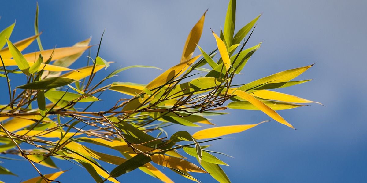 Pourquoi les feuilles de vos bambous jaunissent-elles ? Guide pour y remédier