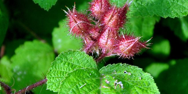 Mûrier du Japon (Rubus phoenicolasius) : un arbuste aux fruits savoureux