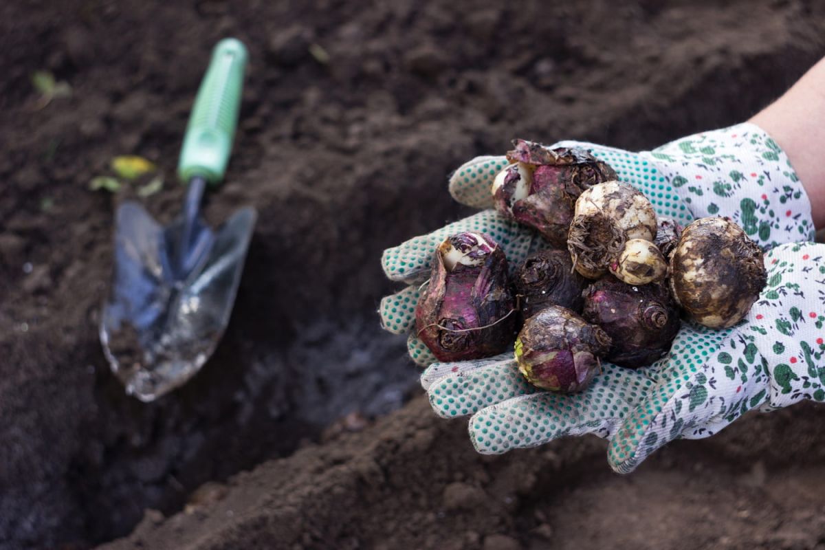 Les secrets pour planter vos bulbes de printemps dès l'automne
