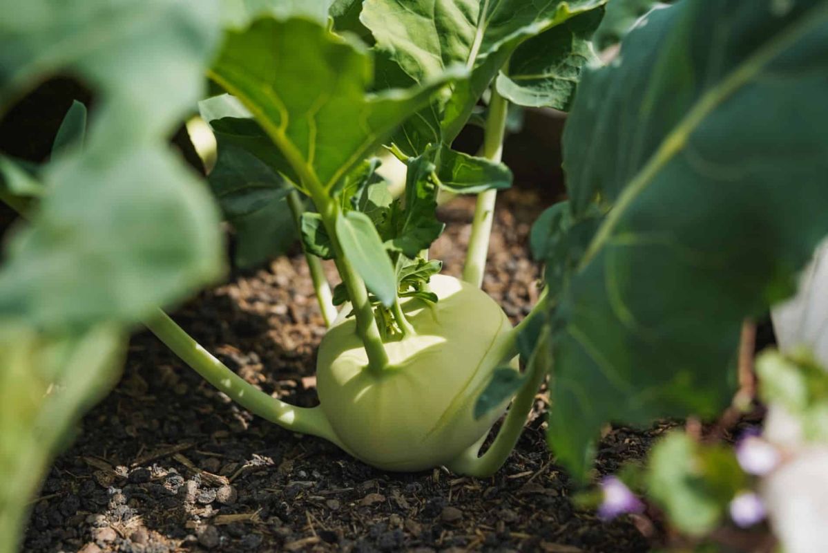 Découvrez ces légumes racines à semer en février pour un potager florissant