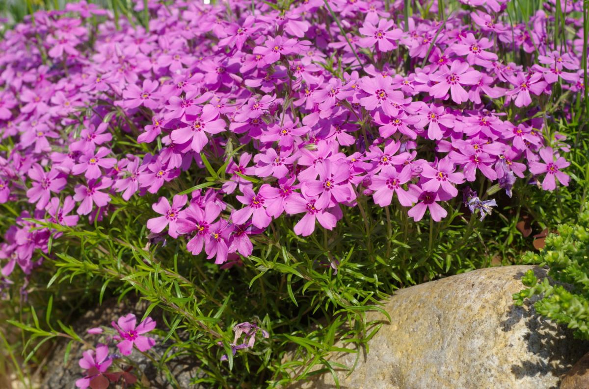 Les phlox : un festival de couleurs au jardin