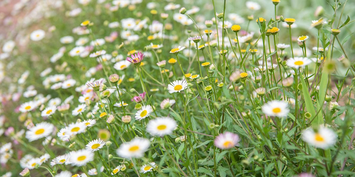 Vergerette : les pâquerettes de rocaille qui embellissent votre jardin
