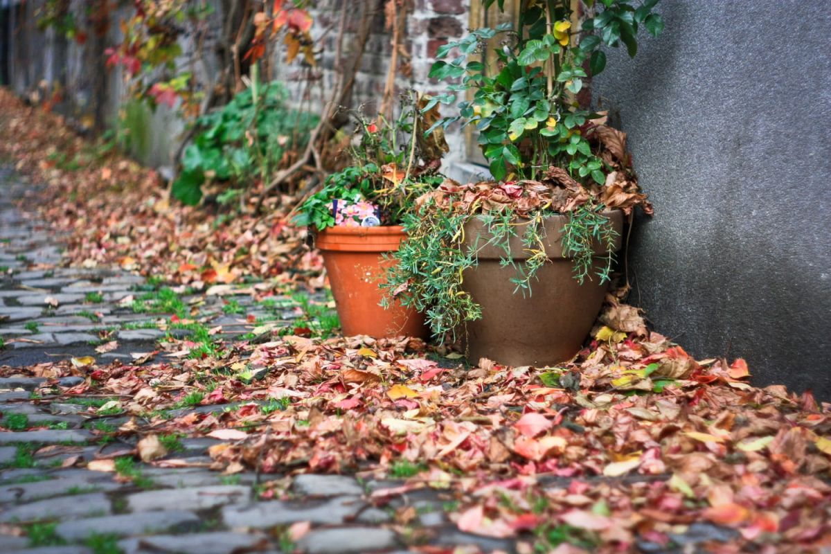 Avant les pluies d'automne : le geste essentiel pour protéger vos plantes en pot