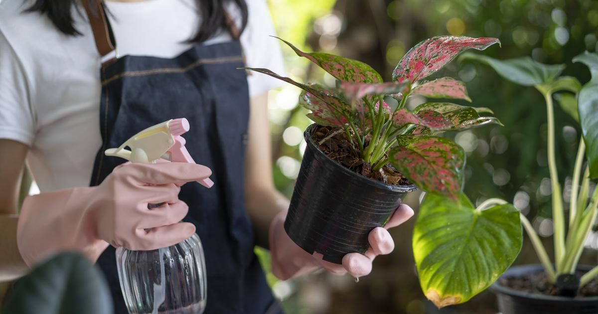 Comment redonner vie à une plante en détresse