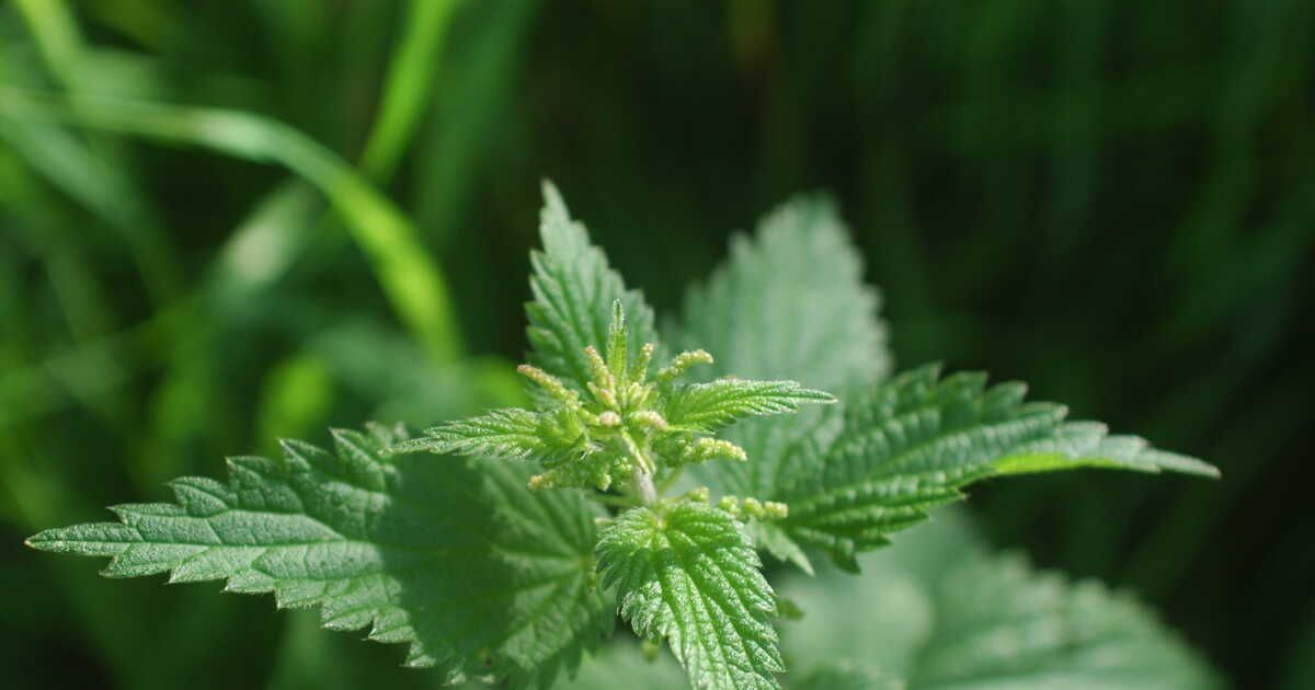 L'ortie, l'herbe sauvage aux mille vertus
