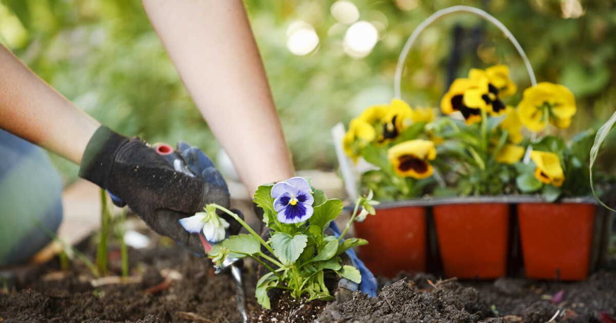 Cultiver des pensées : guide pratique pour un jardin fleuri tout au long de l'année
