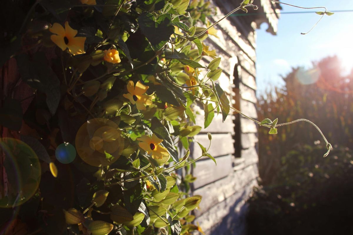la plante grimpante qui embellit votre été